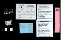 Foto (Objekt + Etikett) von Gastrosacus tuberosiformus (Lörenthey in Lörenthey & Beurlen, 1929)  (NHMW-GEO-1990-0041-2526)